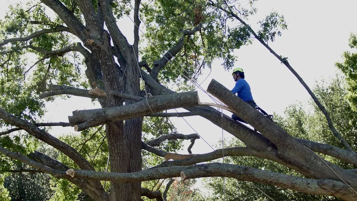 Professional Crown Thinning performed by certified arborists in Lake Grove