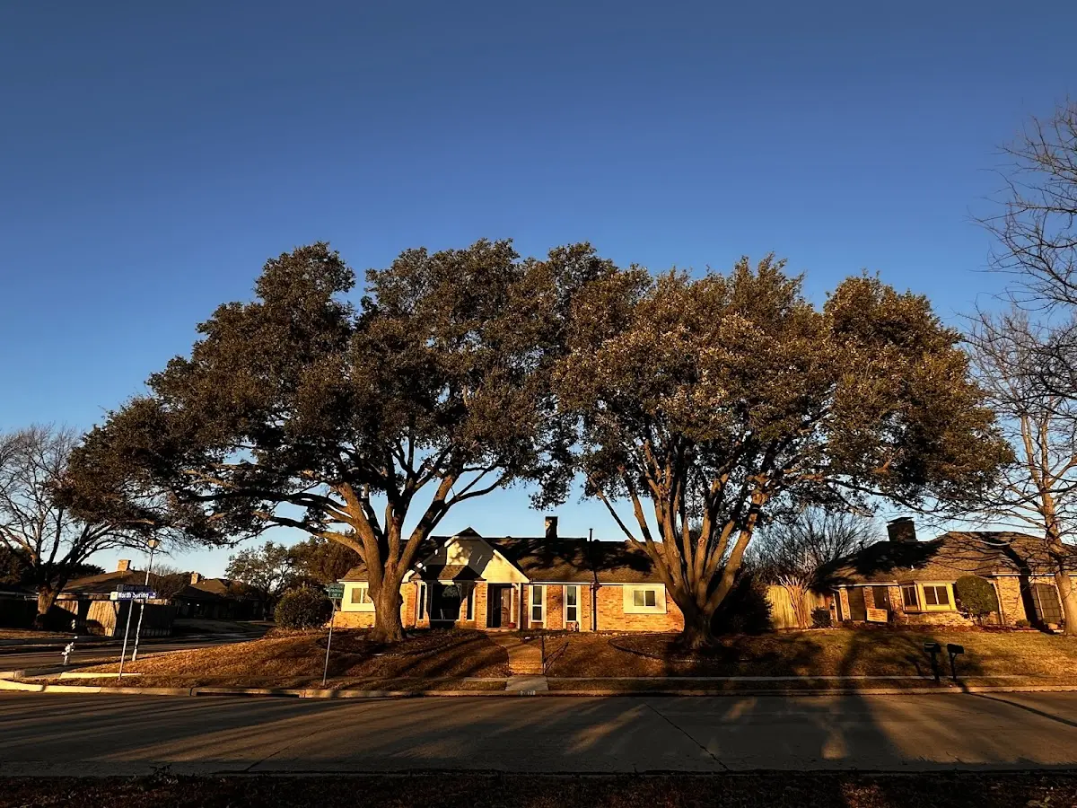 Established residential canopy tree shading a home in Lake Grove